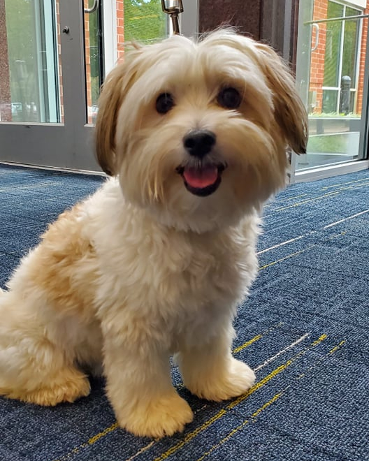 Maltese mix for adoption cheap