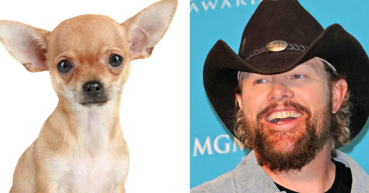 Dog Daddy Toby Keith Is the Oldest Dog in the World: “Now There’s a Big Dog Daddy