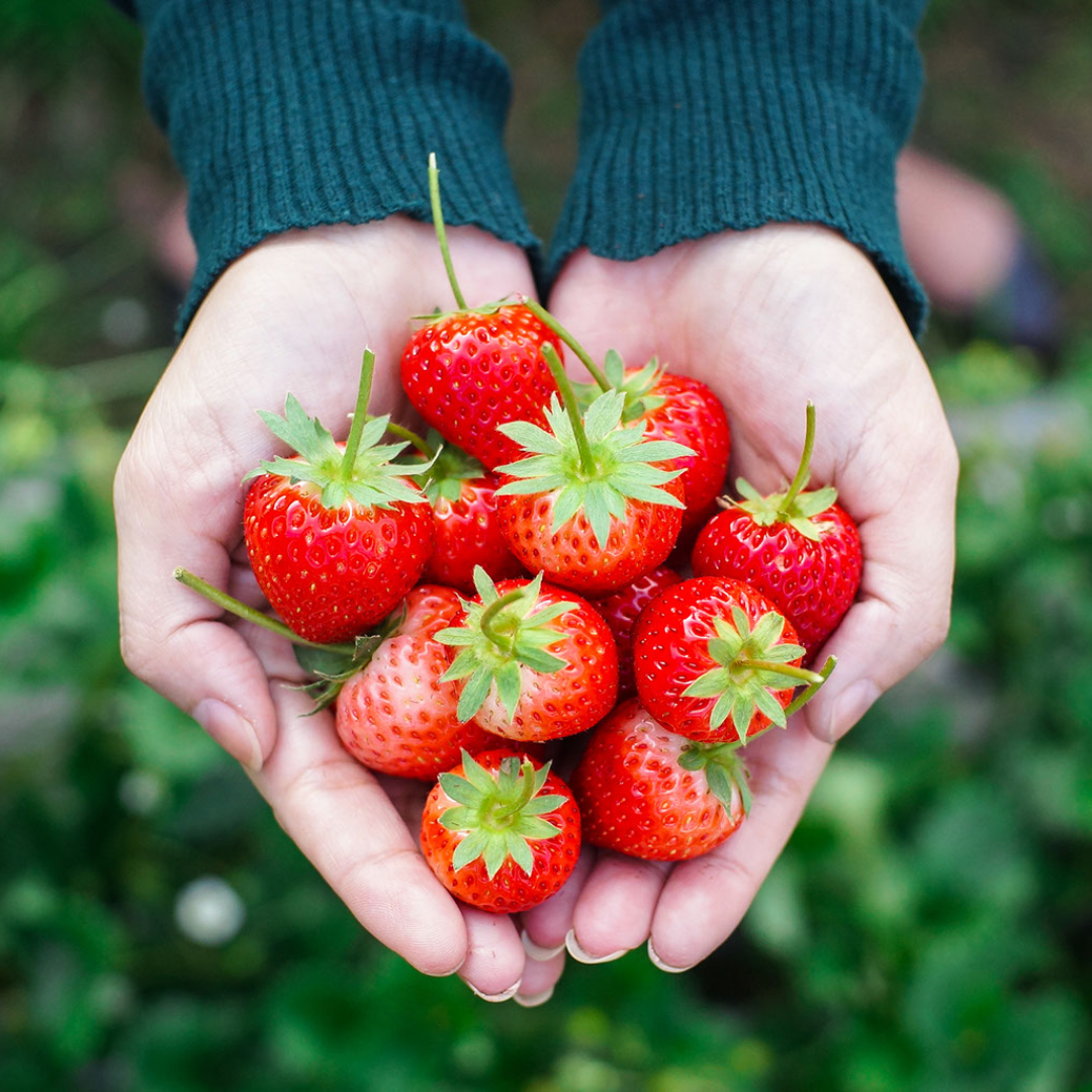 Strawberry picking (2)