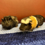 Norfolk Animal Care Seeks Home For Newborn Guinea Pig and Her Mom