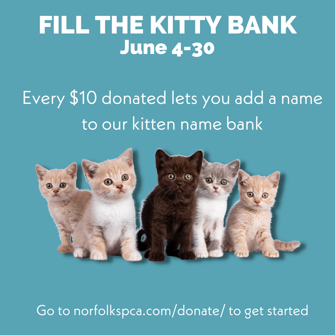 Norfolk SPCA Asks For Community’s Help Naming Kittens