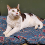 Local Shelter Seeks Home For Lonely Senior Cat Surrendered After Owner Fell Sick